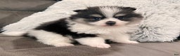 Pomeranian dogs for sale: Tucker - Ad 4