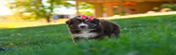 Miniature Australian Shepherd dogs for sale: Jinx - Ad 2
