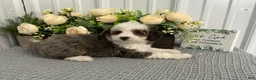 Aussiedoodle dogs for sale: Mr shadow  - Ad 3