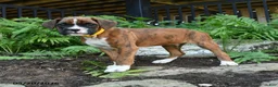 Boxer dogs for sale: Mudge - Ad 5