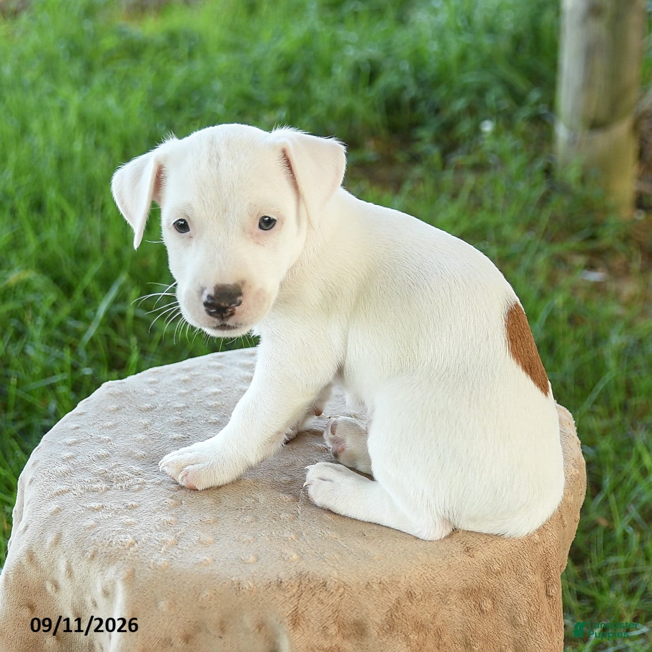 Jack Russell Terrier dogs Spot  - Ad 1