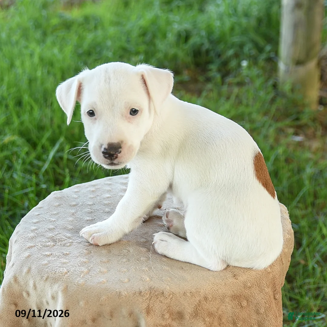 Jack Russell Terrier dogs for sale: Spot  - Ad 1