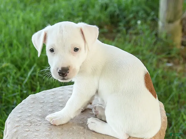 Jack Russell Terrier dogs for sale: Spot - Ad 1