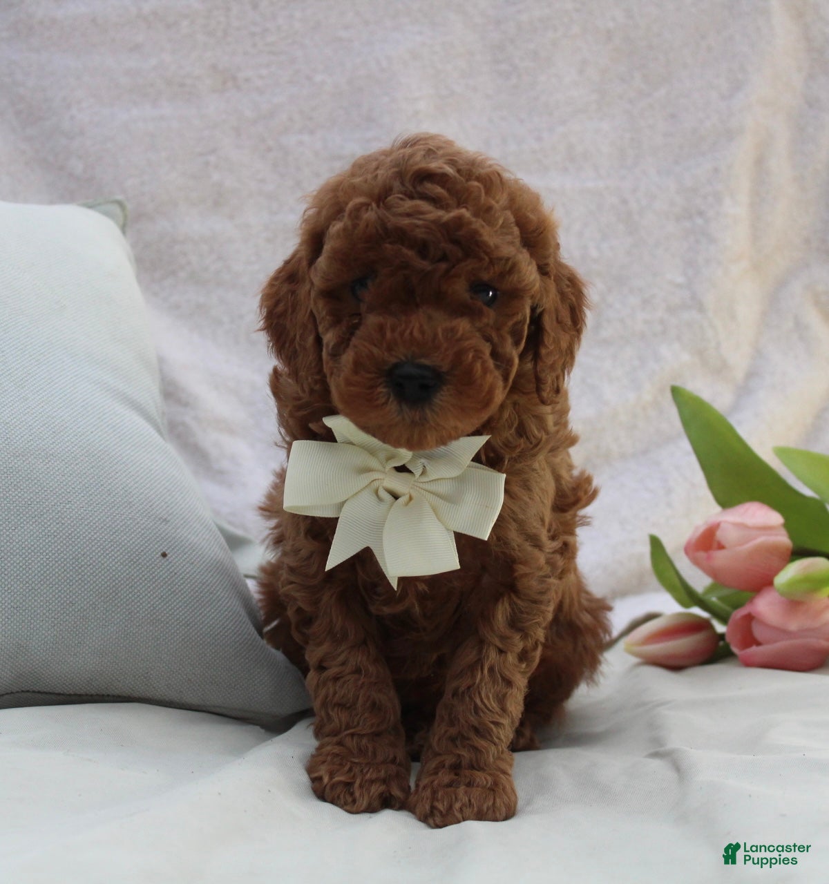 Mini Goldendoodle dogs Rusty - Ad 2