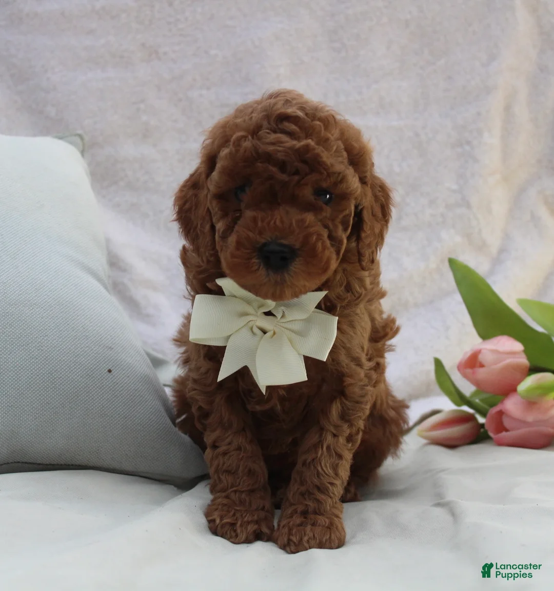 Mini Goldendoodle dogs for sale: Rusty - Ad 2