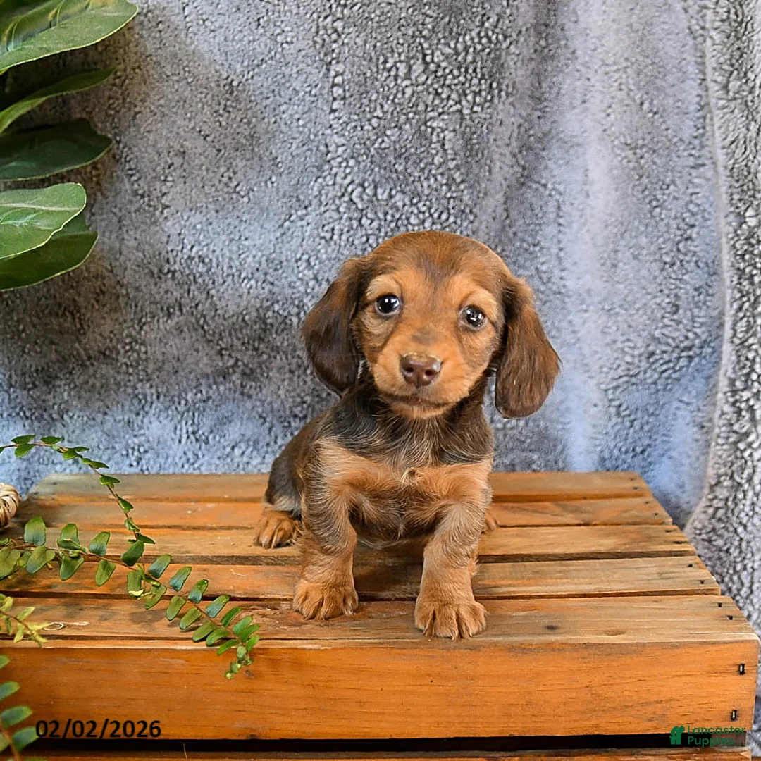 Miniature Dachshund dogs for sale: Stacey - Ad 1