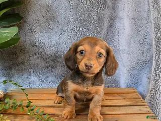 Miniature Dachshund dogs Stacey - Ad 14