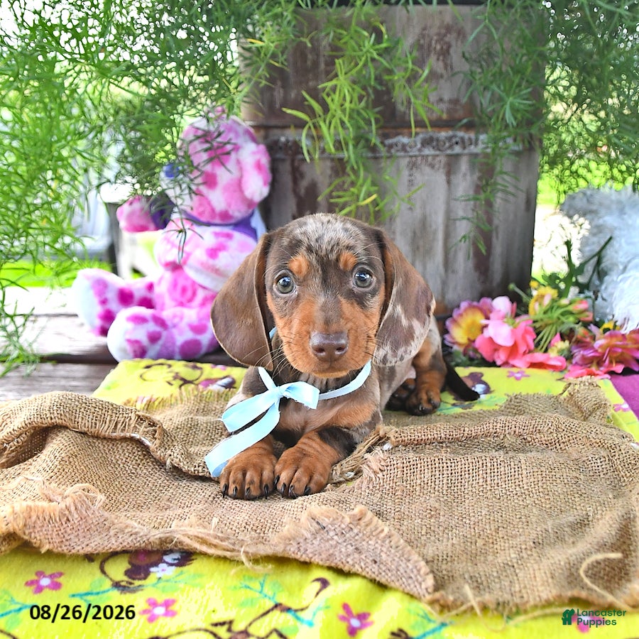 Miniature Dachshund dogs Brody - Ad 2