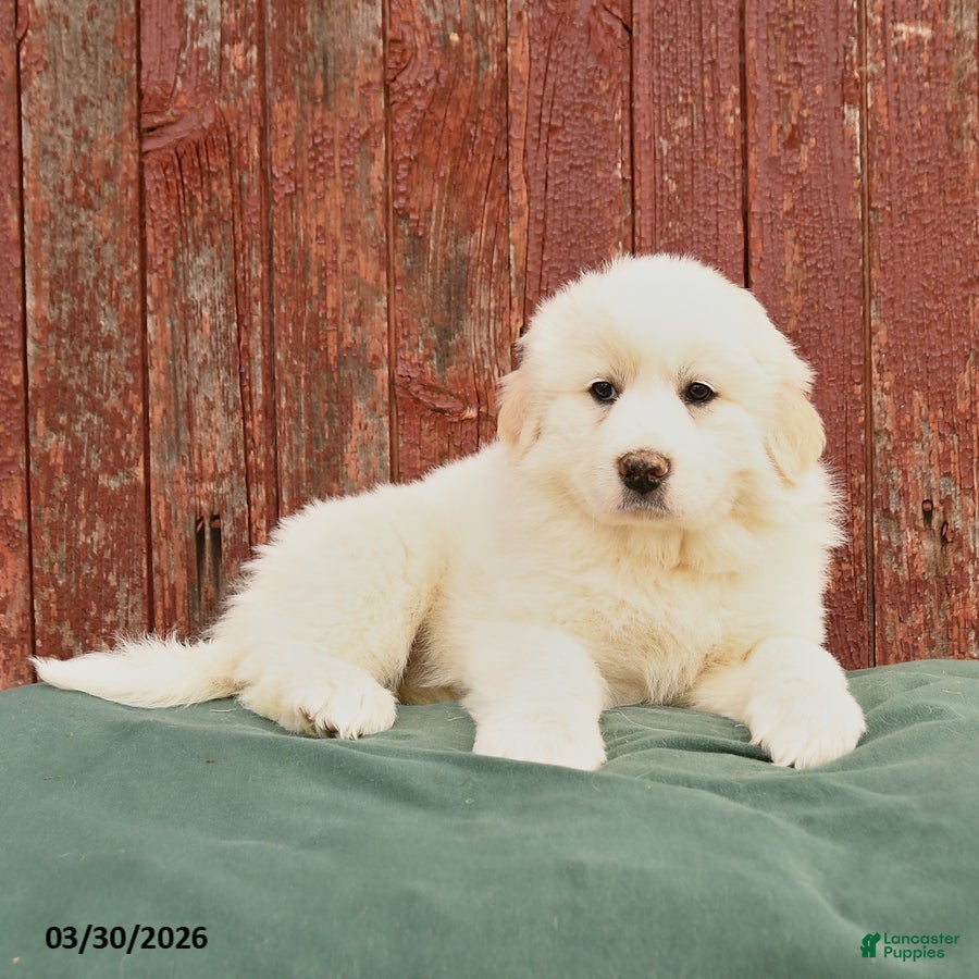 Great Pyrenees dogs Rhea - Ad 2
