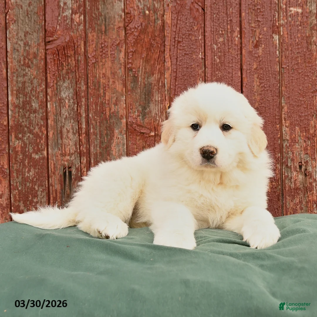 Great Pyrenees dogs for sale: Rhea - Ad 2