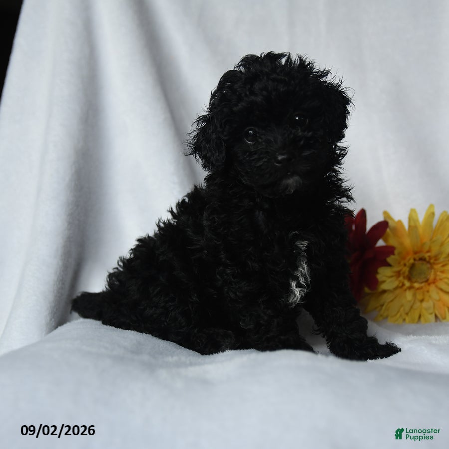 Toy Poodle dogs Harley - Ad 2