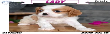 Lady