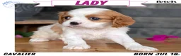 Cavalier King Charles Spaniel dogs for sale: Lady - Ad 1