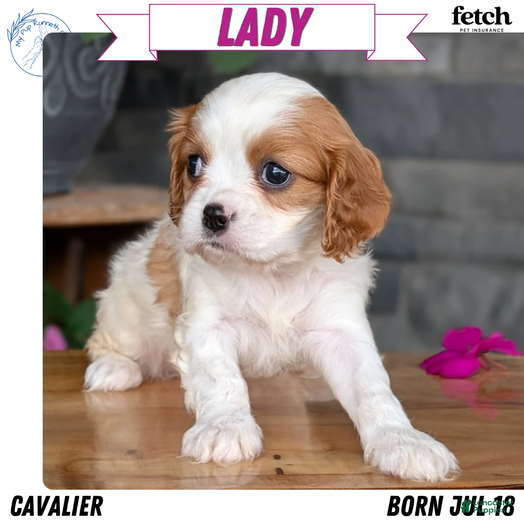 Cavalier King Charles Spaniel dogs for sale: Lady - Ad 1