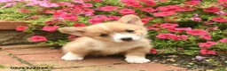 Welsh Corgi Pembroke dogs for sale: Cruz  - Ad 3