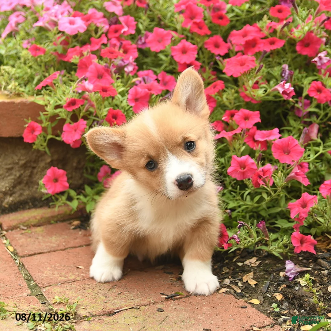 Welsh Corgi Pembroke dogs for sale: Cruz  - Ad 3