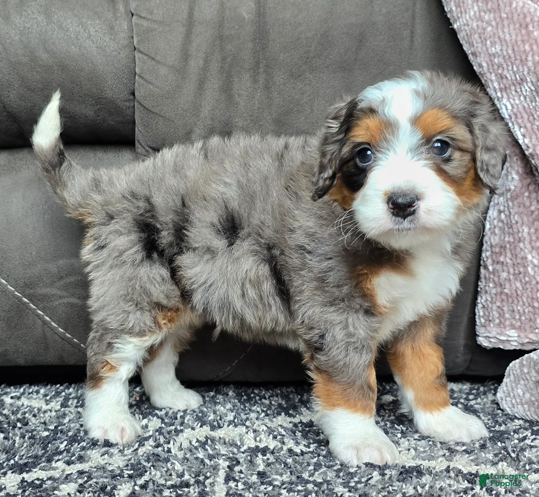 Mini Bernedoodle dogs for sale: Mini Alfie - Ad 21