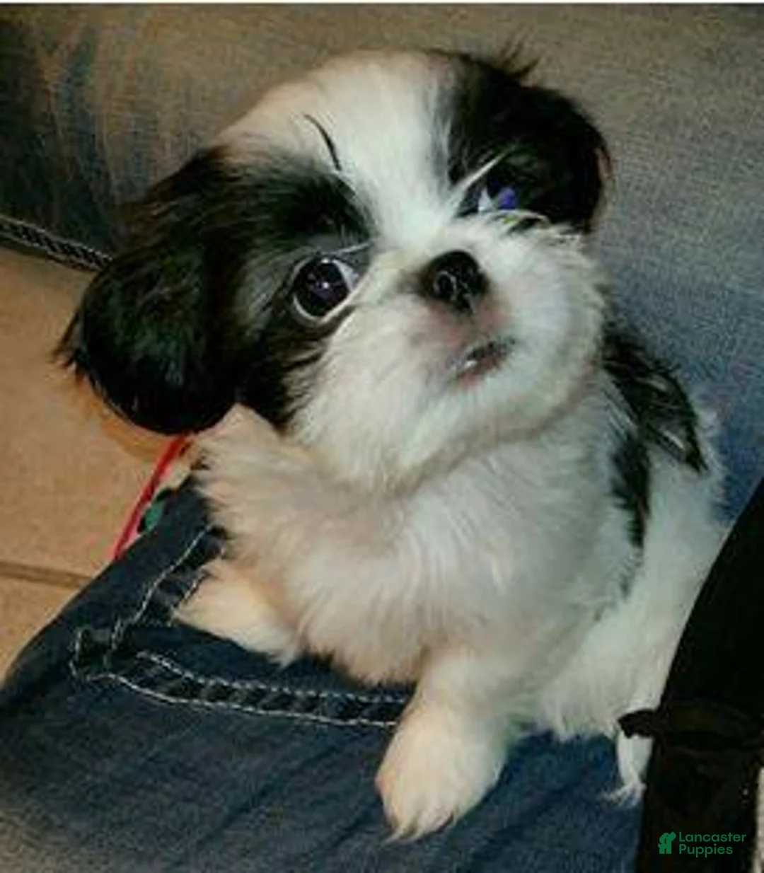 Shih Tzu dogs for sale: Shih Tzu 2 - Ad 3