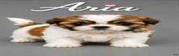 Shih Tzu dogs for sale: Aria - Ad 2
