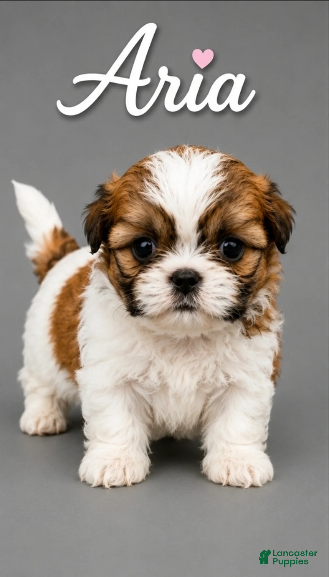Shih Tzu dogs for sale: Aria - Ad 2