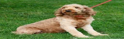 Mini Goldendoodle dogs for sale: Scooby  - Ad 4