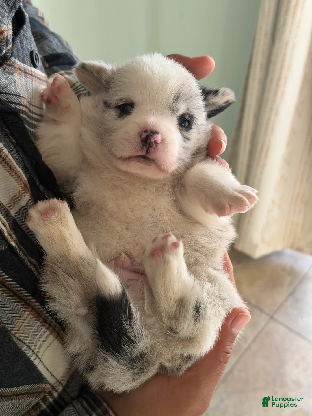 Welsh Corgi Pembroke dogs for sale: Yogi - Ad 1