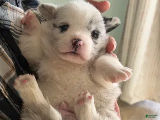 Welsh Corgi Pembroke dogs for sale: Yogi - Ad 1