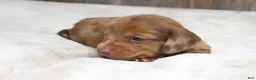 Dachshund dogs for sale: Daisy - Ad 4