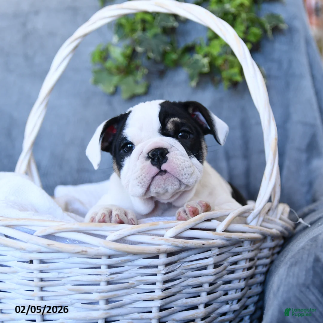 English Bulldog dogs for sale: Princess - Ad 3