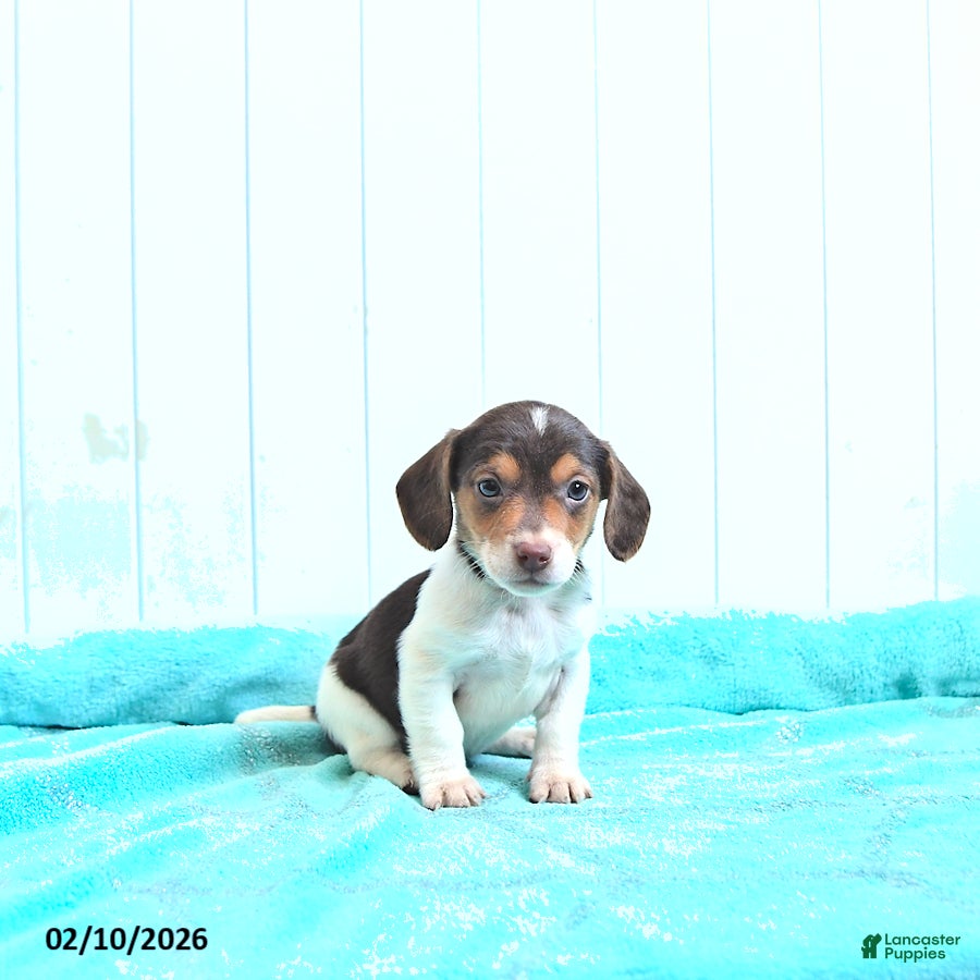 Mixed Breed dogs Marshmallow - Ad 2