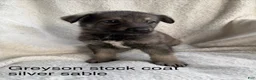 German Shepherd dogs for sale: Jack  - Ad 9