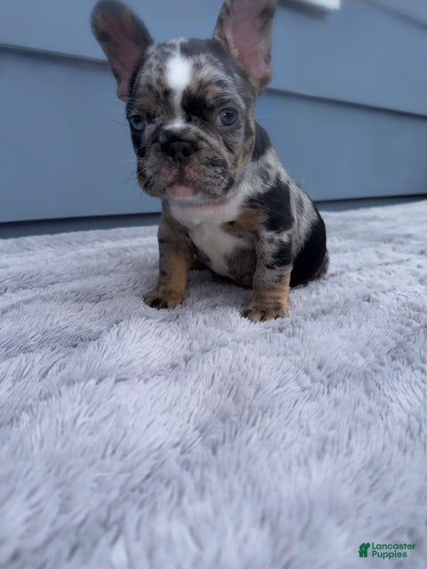 French Bulldog dogs Mellow - Ad 11