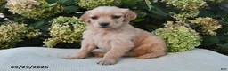Golden Retriever dogs for sale: Nova - Ad 2