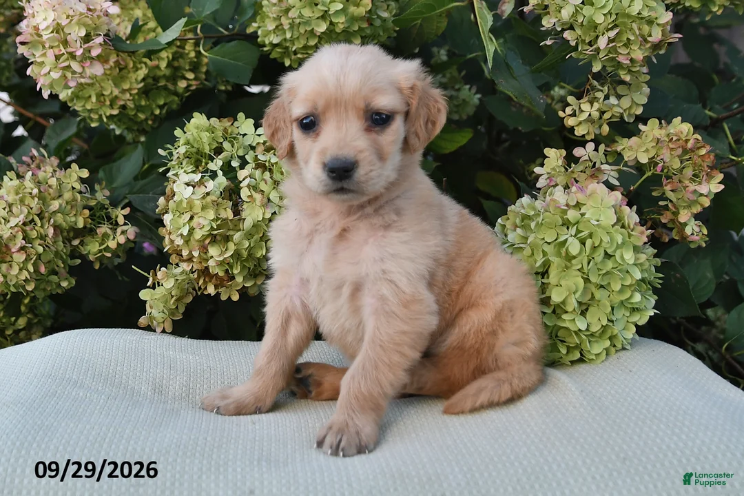 Golden Retriever dogs for sale: Nova - Ad 2