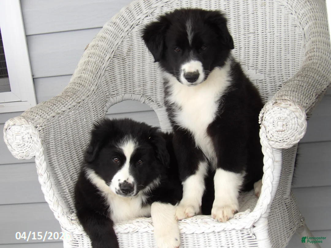 Australian Shepherd dogs for sale: Balto - Ad 10