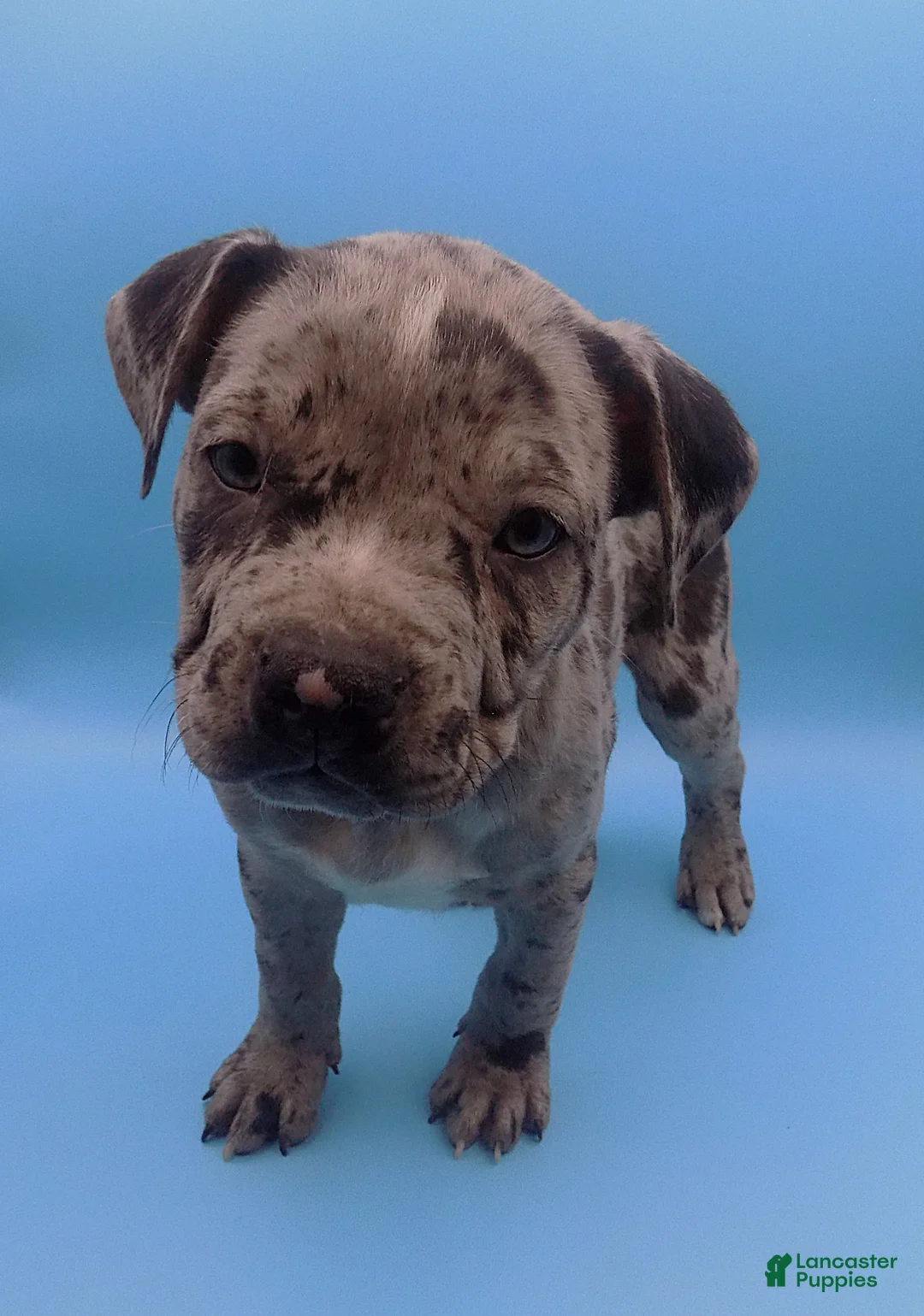 Mixed Breed dogs for sale: Merle - Ad 5