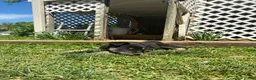 Goberian dogs for sale: Amber - Ad 2