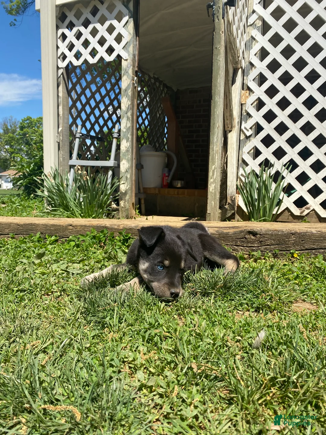 Goberian dogs for sale: Amber - Ad 2