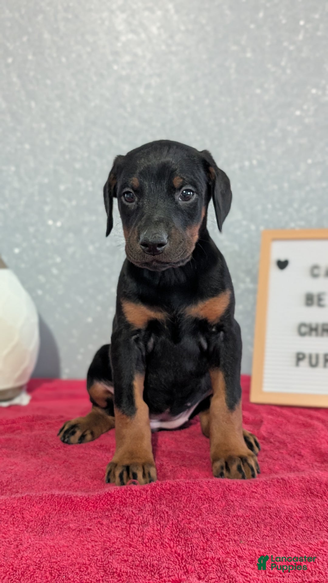 Doberman Pinscher dogs for sale: Lyla - Ad 5