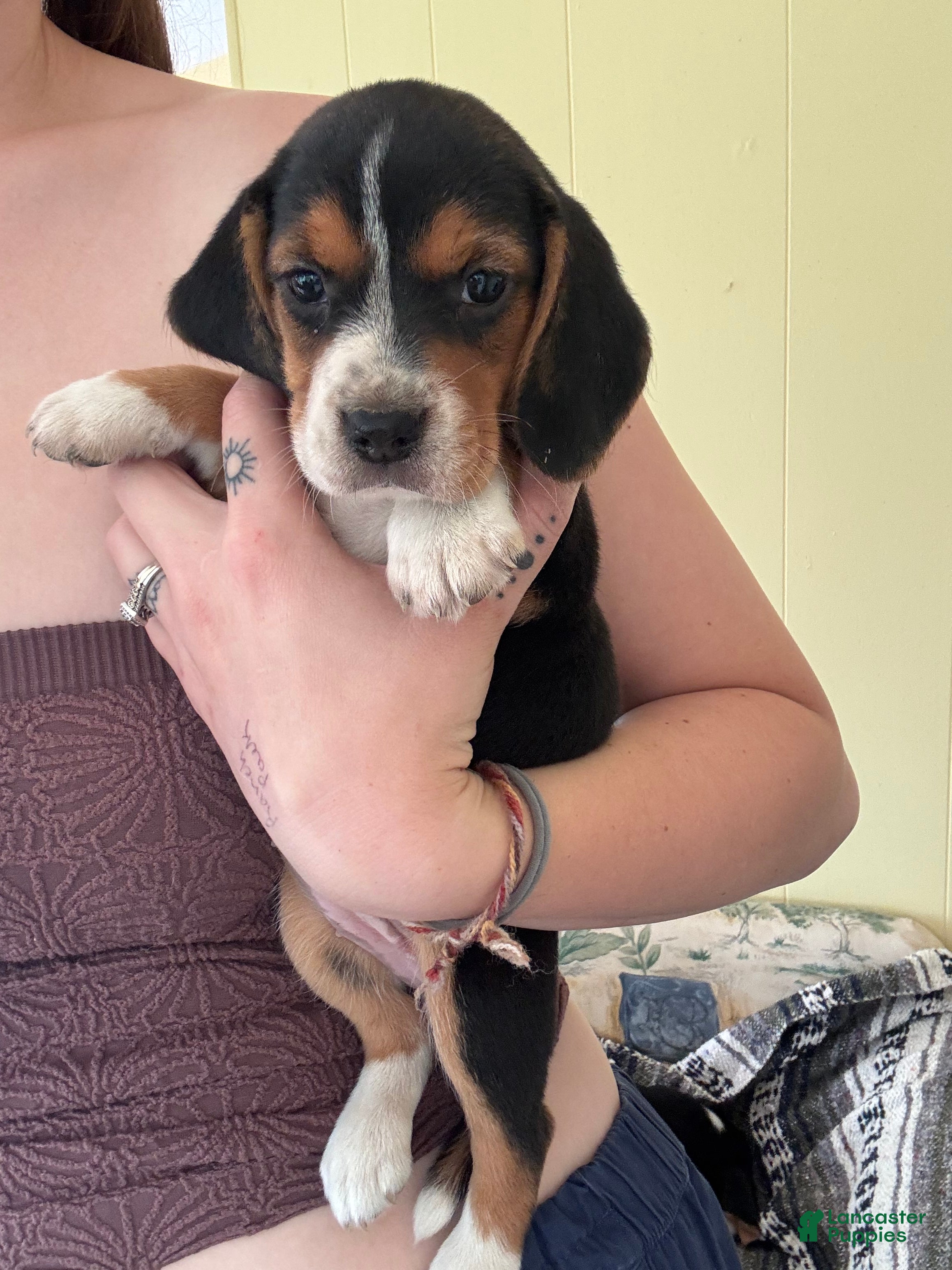 Beagle dogs Raya - Ad 30