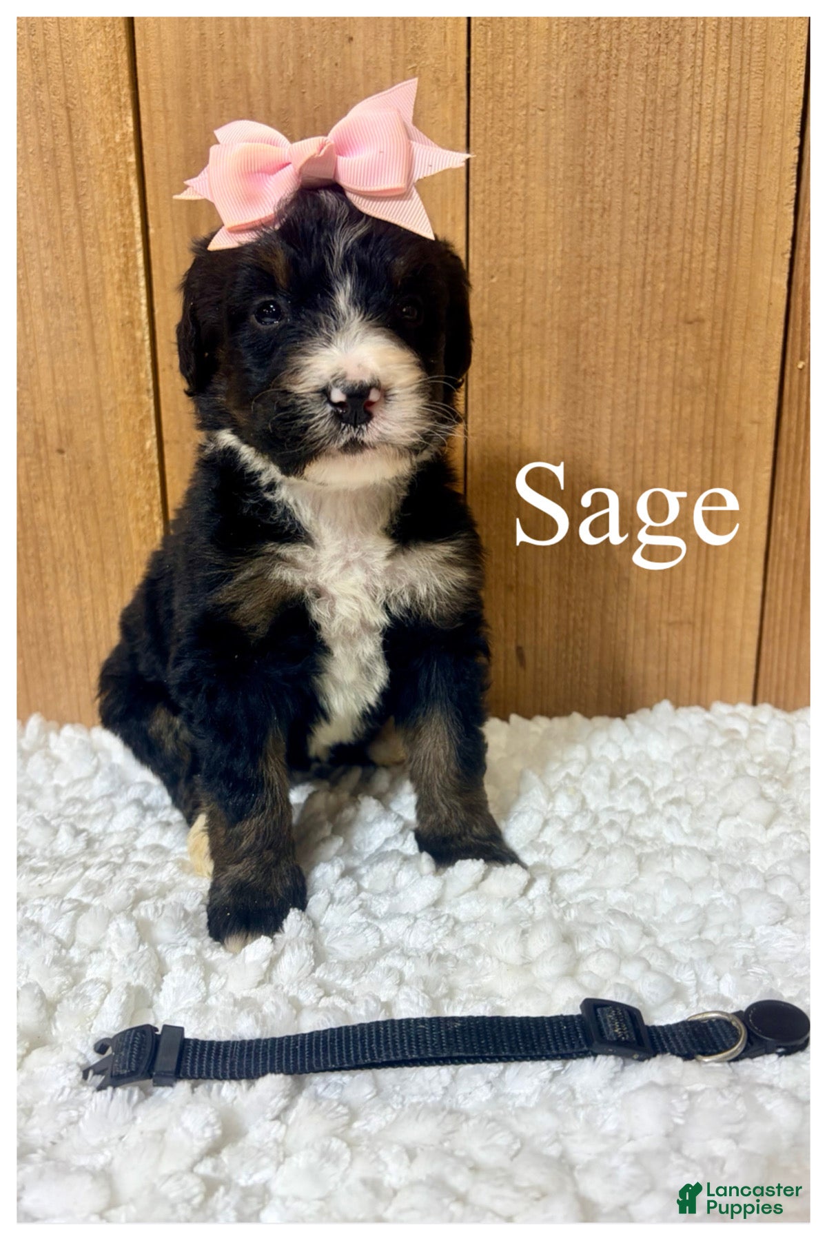 Bernedoodle dogs Sage- Standard F1 - Ad 40