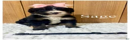 Bernedoodle dogs for sale: Sage- Standard F1 - Ad 3