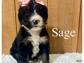 Bernedoodle dogs Sage- Standard F1 - Ad 40