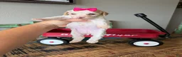 Miniature Poodle dogs for sale: Akc Clear 🧬 tested Chocolate Phantom Parti Girl  - Ad 10