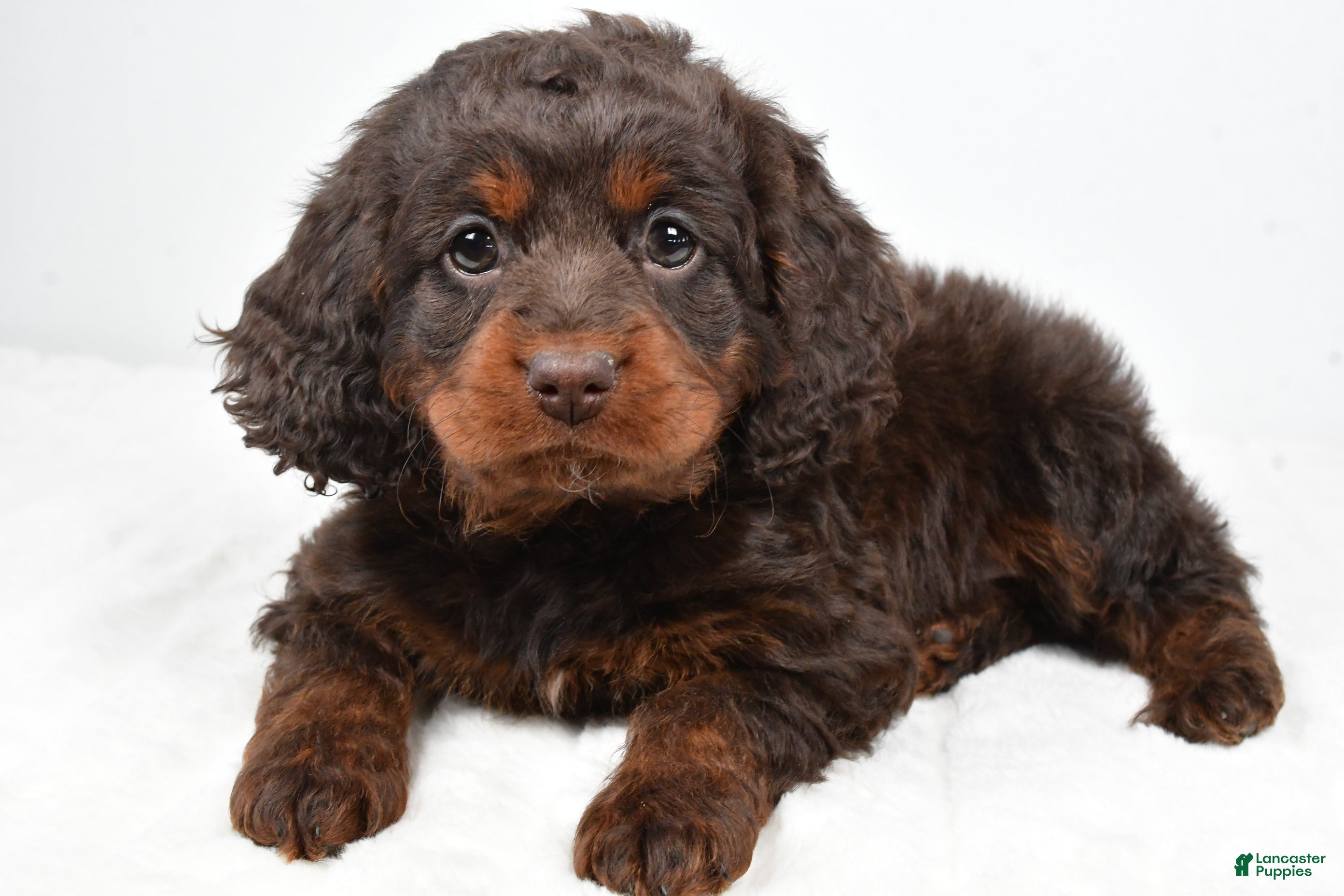 Cockapoo dogs Faith - Ad 1