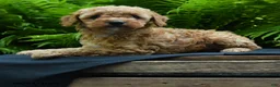 Yorkiepoo dogs for sale: Glitter - Ad 3