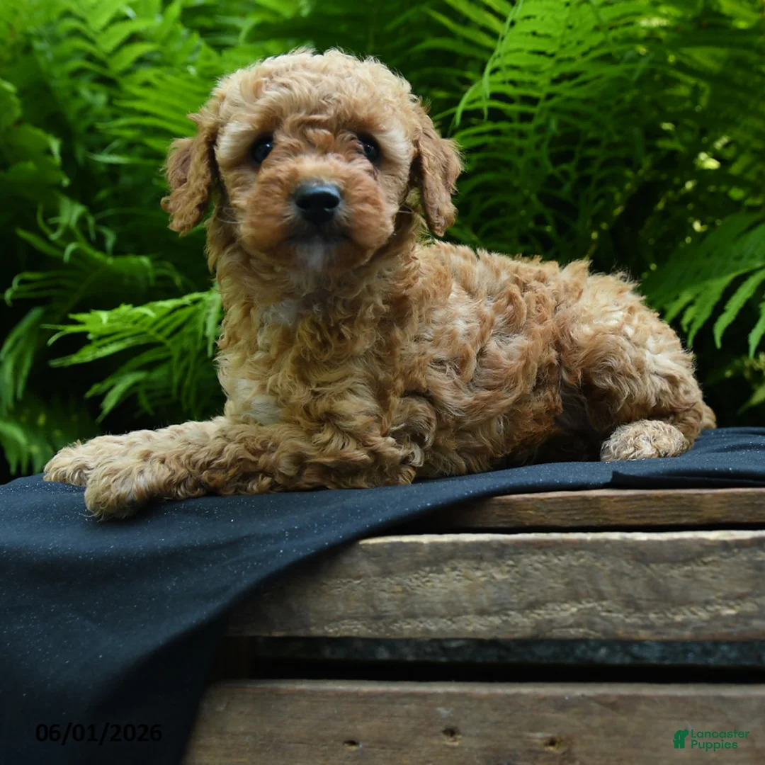 Yorkiepoo dogs for sale: Glitter - Ad 3