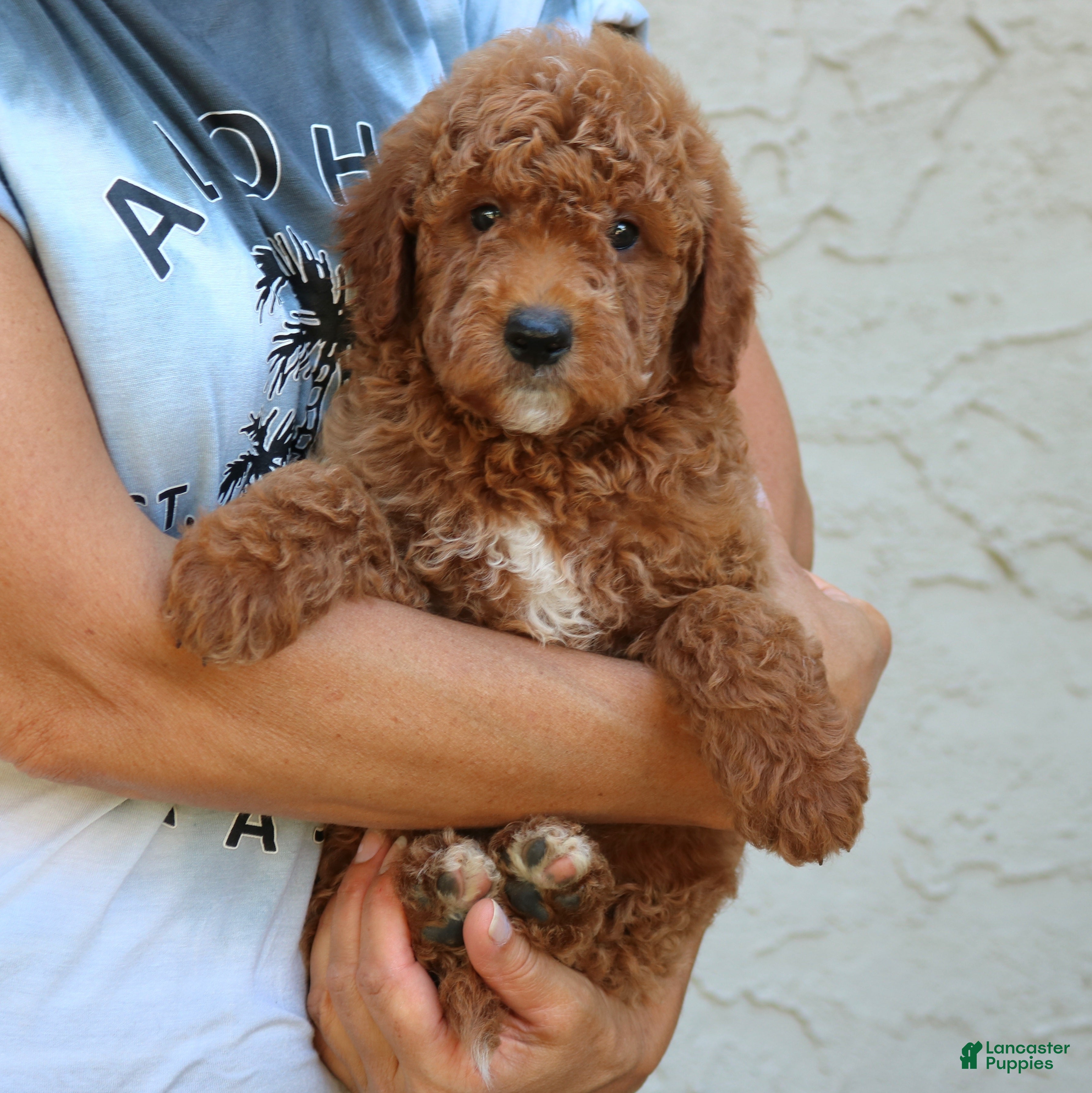Goldendoodle dogs Denver  - Ad 2