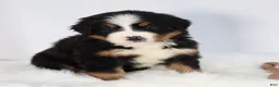 Bernese Mountain Dog dogs for sale: Rosie - Ad 1