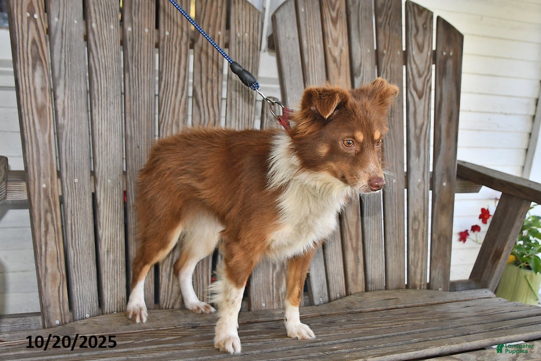 Australian Shepherd dogs for sale: Skippy - Ad 2